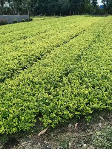 网球拍平衡点5点
